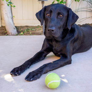 Tennis Wool Ball Toy