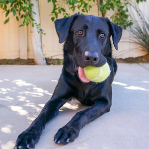 Tennis Wool Ball Toy