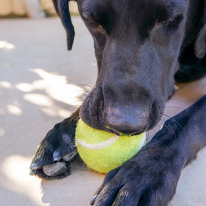 Tennis Wool Ball Toy